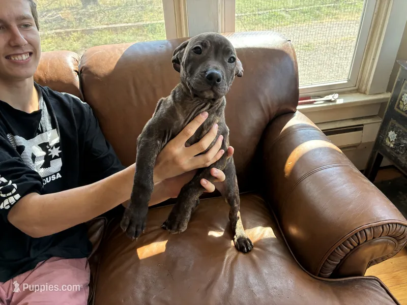 M 5 – American Pit Bull Terrier puppy for sale in Longmont, CO