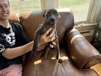 M 5, a male American Pit Bull Terrier for sale in Longmont, CO – 1 of 6