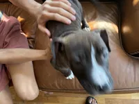 M. 2, a male American Pit Bull Terrier for sale in Longmont, CO – 2 of 6