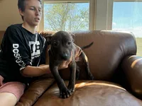 M6, a male American Pit Bull Terrier for sale in Longmont, CO – 5 of 7