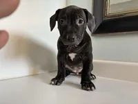 “Panther”, a female American Pit Bull Terrier for sale in Longmont, CO – Photo 1 of 7