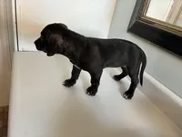 “Panther”, a female American Pit Bull Terrier for sale in Longmont, CO – Photo 4 of 7