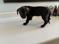 “Panther”, a female American Pit Bull Terrier for sale in Longmont, CO – Photo 3 of 7