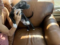 M4, a male American Pit Bull Terrier for sale in Longmont, CO – 3 of 4