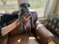 F 1, a female American Pit Bull Terrier for sale in Longmont, CO – 4 of 4