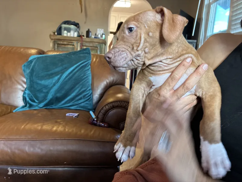 M 1 – American Pit Bull Terrier puppy for sale in Longmont, CO