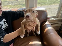 M 1, a male American Pit Bull Terrier for sale in Longmont, CO – 3 of 4
