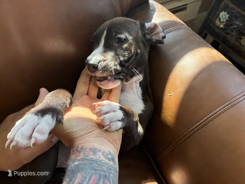M. 2 – American Pit Bull Terrier puppy for sale in Longmont, CO