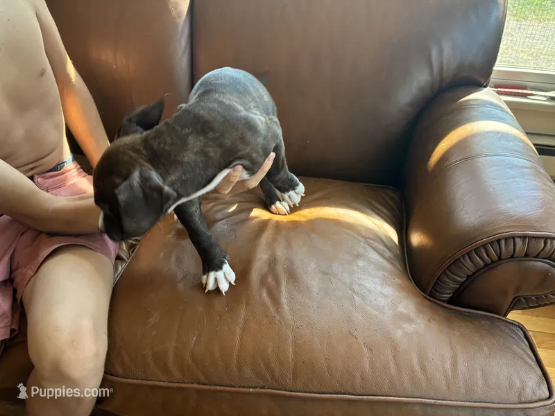 M. 2 – American Pit Bull Terrier puppy for sale in Longmont, CO