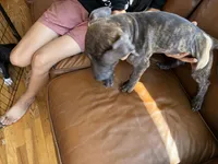 M6, a male American Pit Bull Terrier for sale in Longmont, CO – 3 of 7