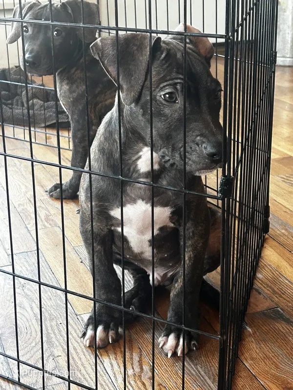 M6 – American Pit Bull Terrier puppy for sale in Longmont, CO