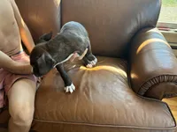 M. 2, a male American Pit Bull Terrier for sale in Longmont, CO – 3 of 6