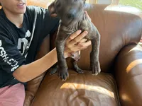 M 5, a male American Pit Bull Terrier for sale in Longmont, CO – 5 of 6