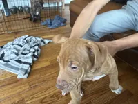 M 1, a male American Pit Bull Terrier for sale in Longmont, CO – 2 of 4