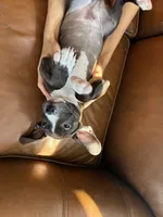 M. 2, a male American Pit Bull Terrier for sale in Longmont, CO – 6 of 6