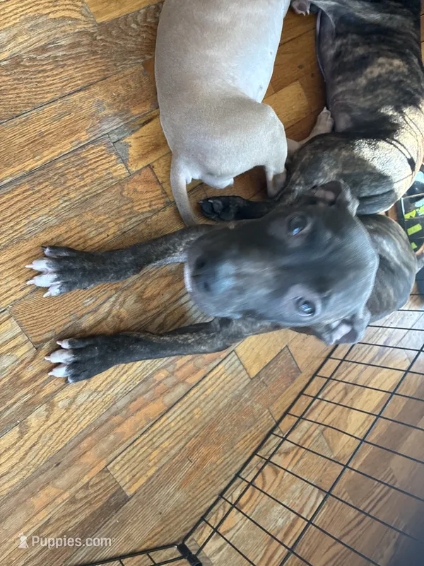 M6 – American Pit Bull Terrier puppy for sale in Longmont, CO