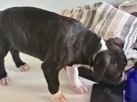 Boy c, a male American Pit Bull Terrier for sale in Longmont, CO – Photo 5 of 7