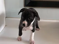 Boy c, a male American Pit Bull Terrier for sale in Longmont, CO – Photo 1 of 7