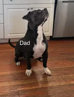 Boy c, a male American Pit Bull Terrier for sale in Longmont, CO – Photo 6 of 7