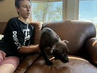 M6, a male American Pit Bull Terrier for sale in Longmont, CO – 4 of 7