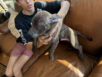 M6, a male American Pit Bull Terrier for sale in Longmont, CO – 7 of 7