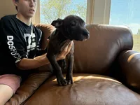 M6, a male American Pit Bull Terrier for sale in Longmont, CO – 6 of 7