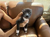 M4, a male American Pit Bull Terrier for sale in Longmont, CO – 2 of 4