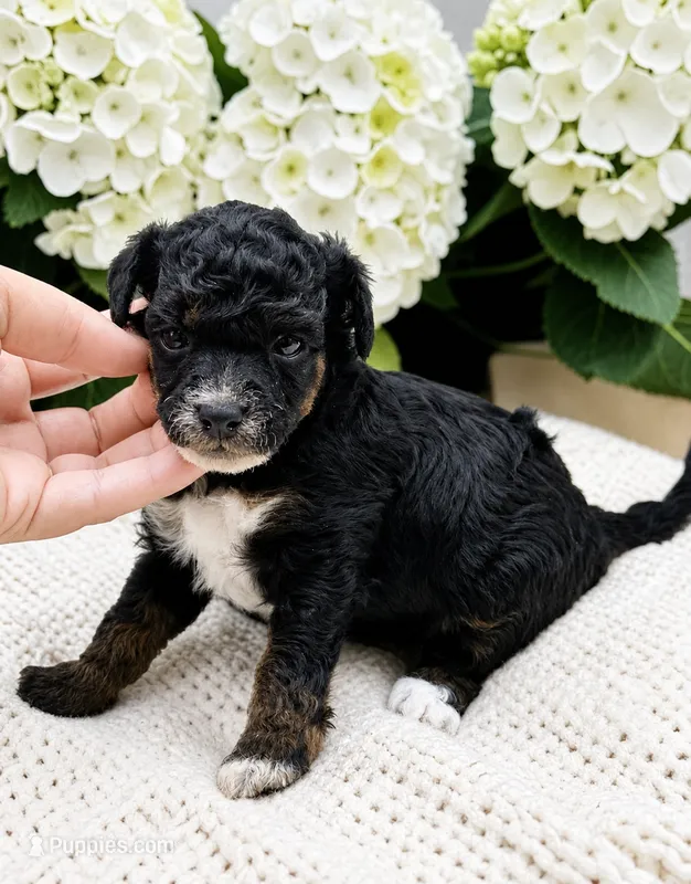 Ferrari – Poodle - Miniature  puppy for sale in Marysville, CA
