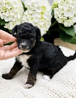 Ferrari, a female Poodle - Miniature  for sale in Marysville, CA – 1 of 2