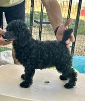 AKC Aston, a female Poodle - Miniature  for sale in Marysville, CA – 4 of 8