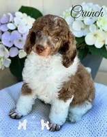 AKC Brown Merle Tuxedo Tri , a male Poodle - Miniature  for sale in Marysville, CA – 3 of 4