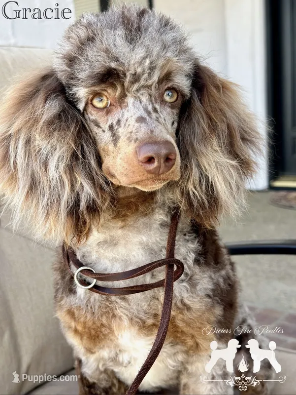 Gracie, a female Poodle - Miniature  for sale in Marysville, CA – 1 of 8