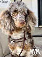 Gracie, a female Poodle - Miniature  for sale in Marysville, CA – 1 of 8