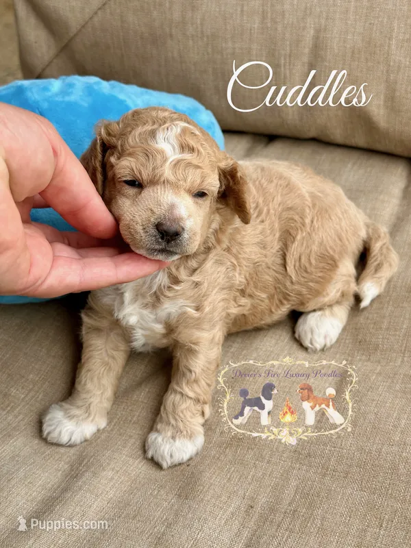 Cuddles – Poodle - Toy  puppy for sale in Marysville, CA