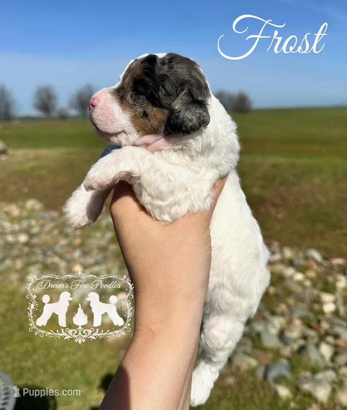 AKC Frost  – Poodle - Miniature  puppy for sale in Marysville, CA