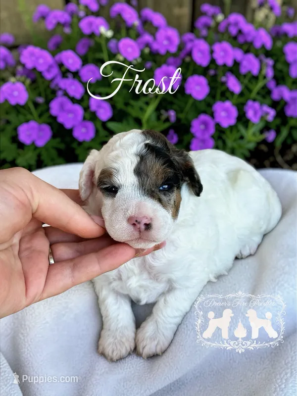 AKC Frost  – Poodle - Miniature  puppy for sale in Marysville, CA