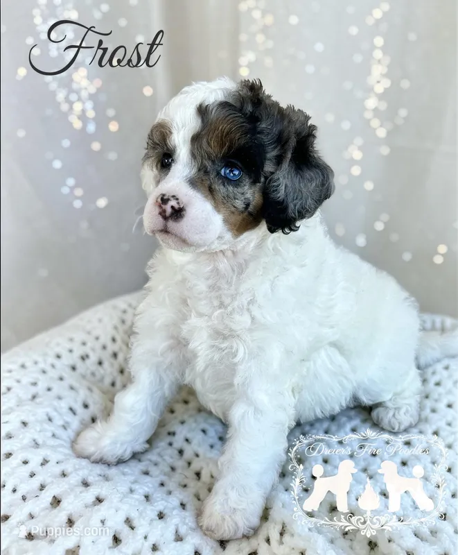 AKC Frost  – Poodle - Miniature  puppy for sale in Marysville, CA