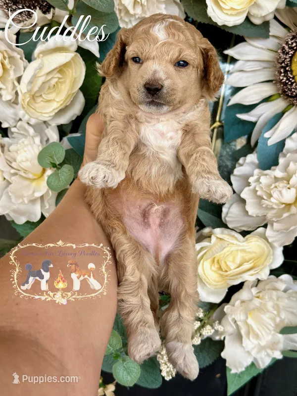 Cuddles – Poodle - Toy  puppy for sale in Marysville, CA