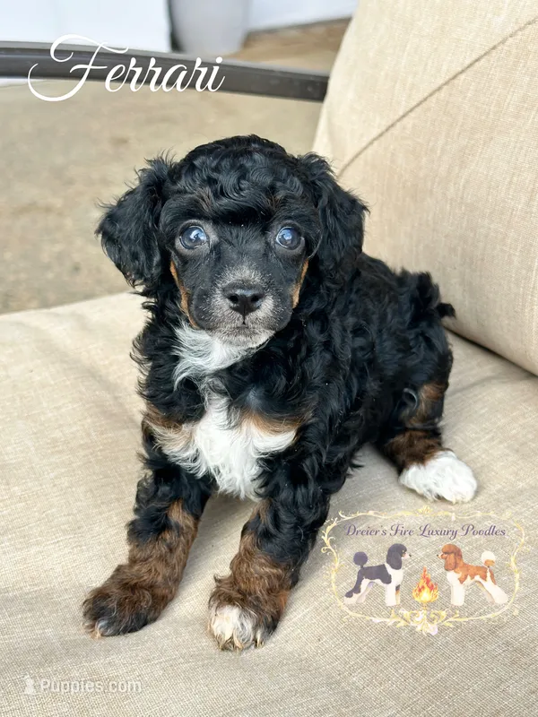 Ferrari – Poodle - Miniature  puppy for sale in Marysville, CA