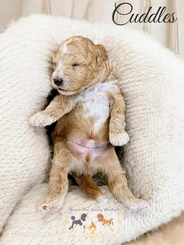 Cuddles – Poodle - Toy  puppy for sale in Marysville, CA