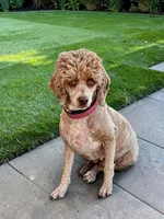Karma, a female Poodle - Miniature  for sale in Marysville, CA – 4 of 5