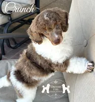AKC Brown Merle Tuxedo Tri , a male Poodle - Miniature  for sale in Marysville, CA – 1 of 4