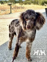 Gracie, a female Poodle - Miniature  for sale in Marysville, CA – 3 of 8