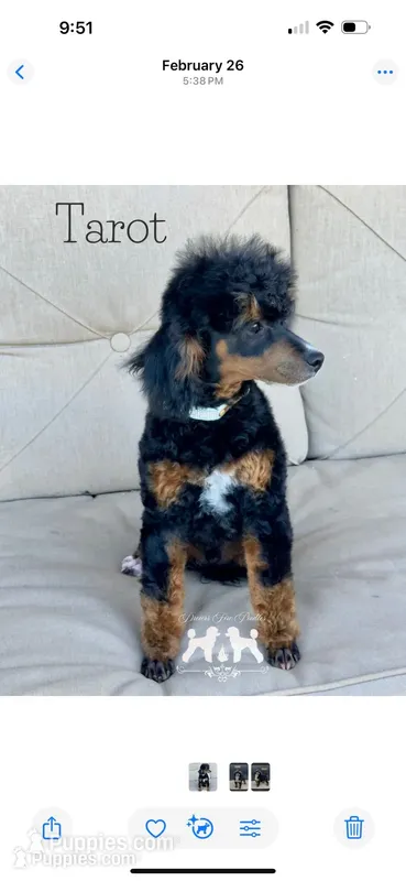 AKC Clear Tri Color Stud – Poodle - Miniature  puppy for sale in Marysville, CA
