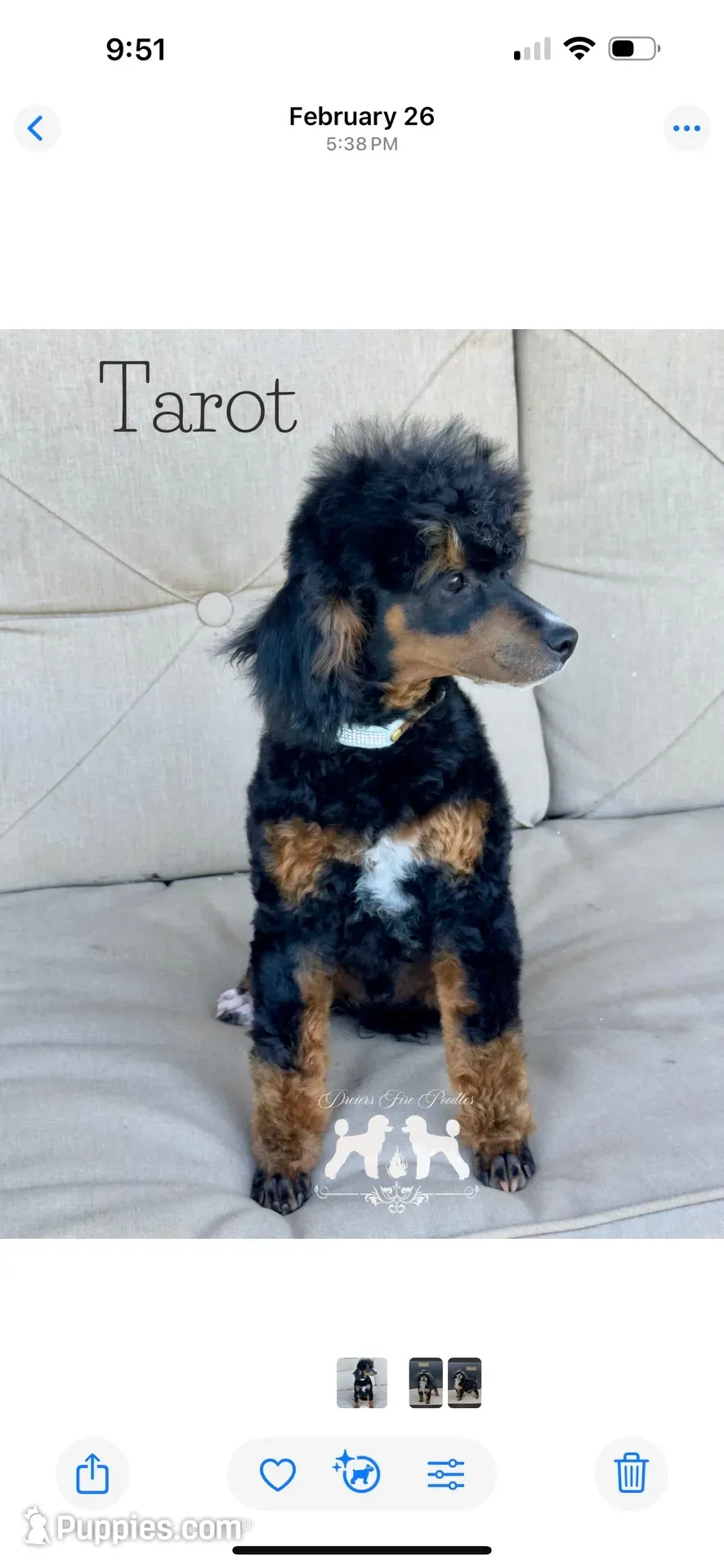 AKC Clear Russian lines, a male Poodle - Miniature  for sale in Marysville, CA – 1 of 5