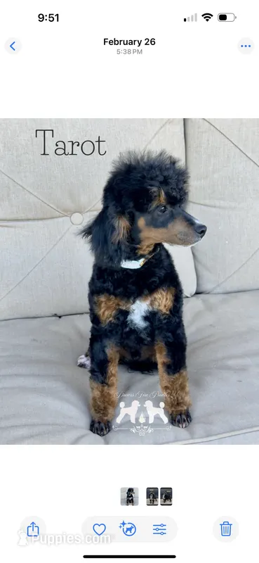 AKC Clear Tri Color Stud – Poodle - Miniature  puppy for sale in Marysville, CA