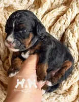 AKC Clear Tri Color Stud, a male Poodle - Miniature  for sale in Marysville, CA – 5 of 5