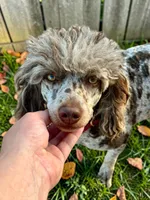 Gracie, a female Poodle - Miniature  for sale in Marysville, CA – 8 of 8