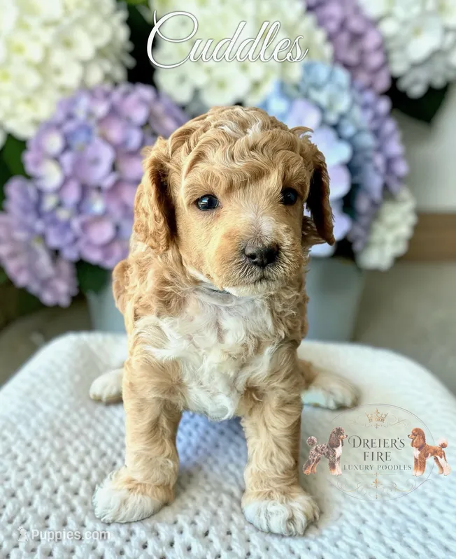 Cuddles – Poodle - Toy  puppy for sale in Marysville, CA
