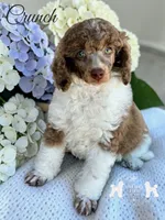 AKC Brown Merle Tuxedo Tri , a male Poodle - Miniature  for sale in Marysville, CA – 4 of 4